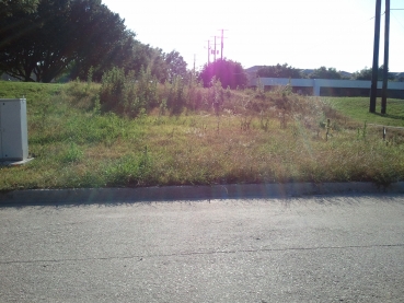 Weeds at Jomar and Woodburn CornerE